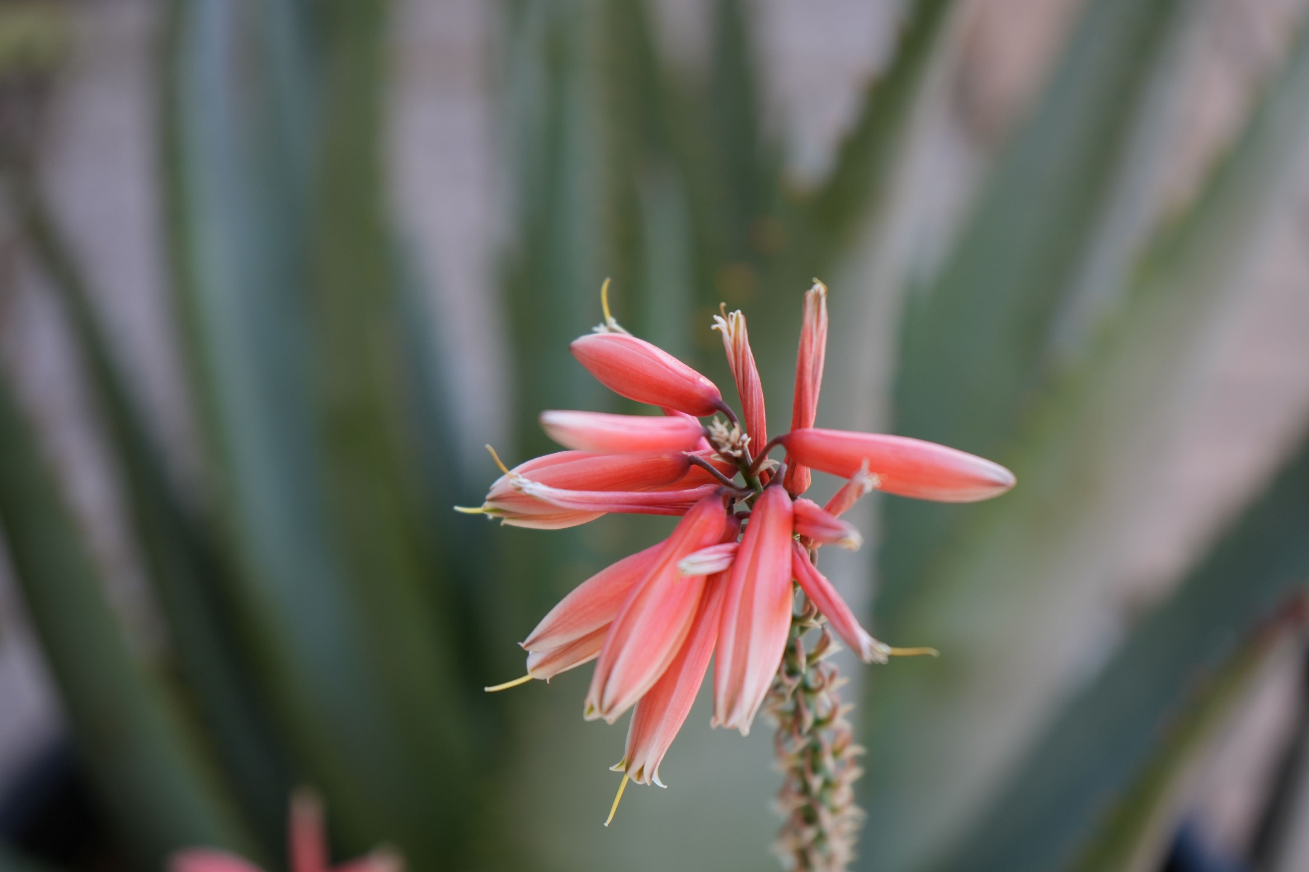 aloe vera plant with pink flowers š Aloe 'Safari Rose': Compact Beauty with Winter Rose-Pink Blooms ā Bonte Farm