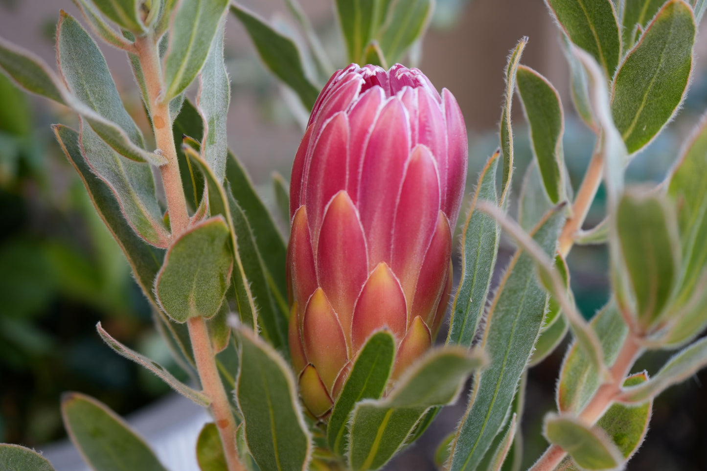 Protea 'Brenda': A Vibrant Splash of Color, Deep Red Creamy White Beauty