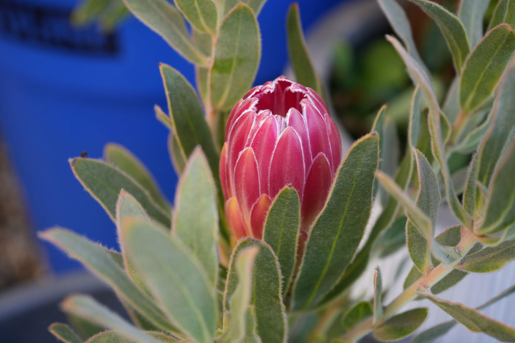 Close-up of pink Protea brenda flower bud with green leaves outdoors