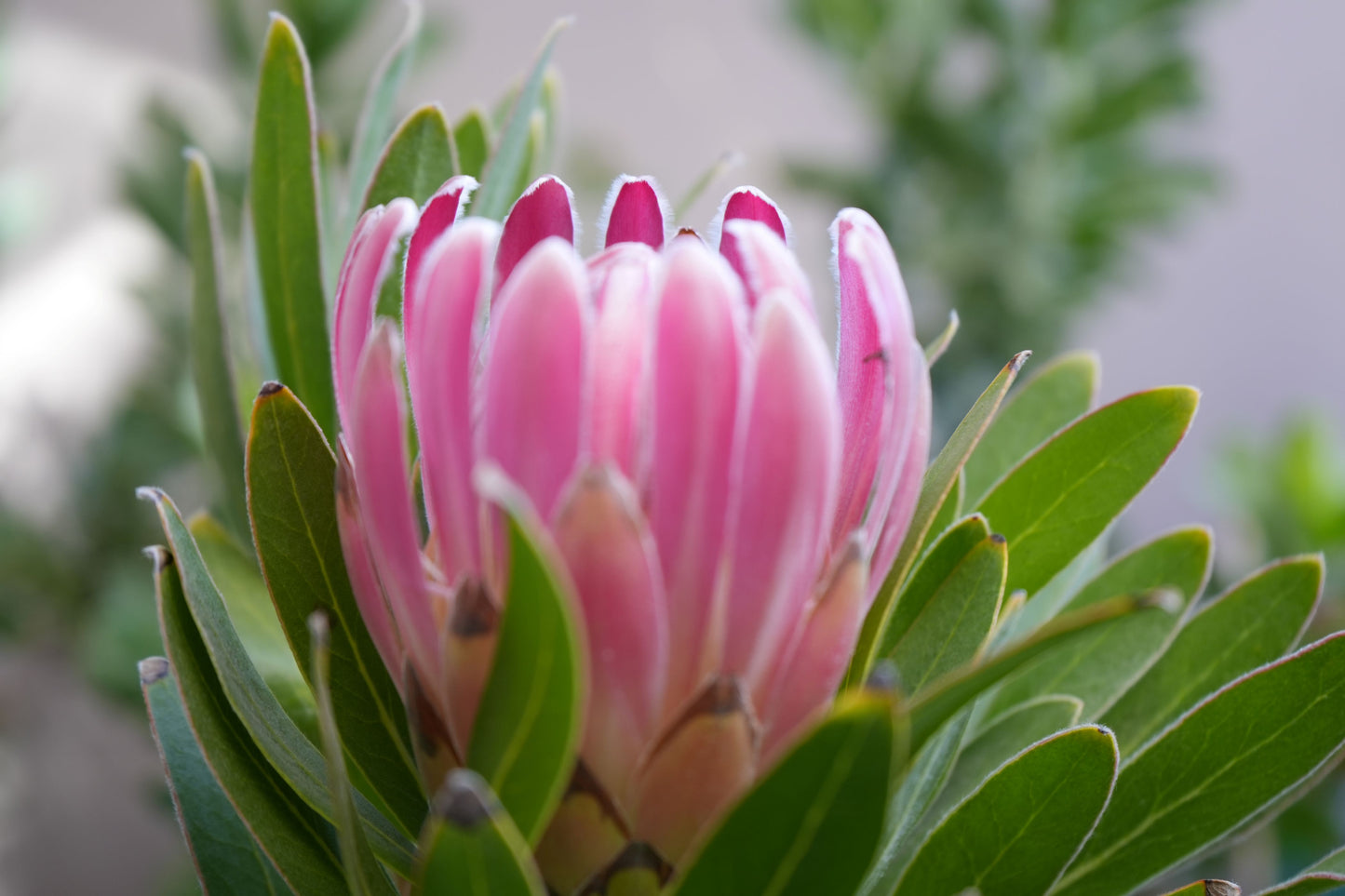 Protea 'Trish Compacta': Vibrant Pink Flowering Protea Plant