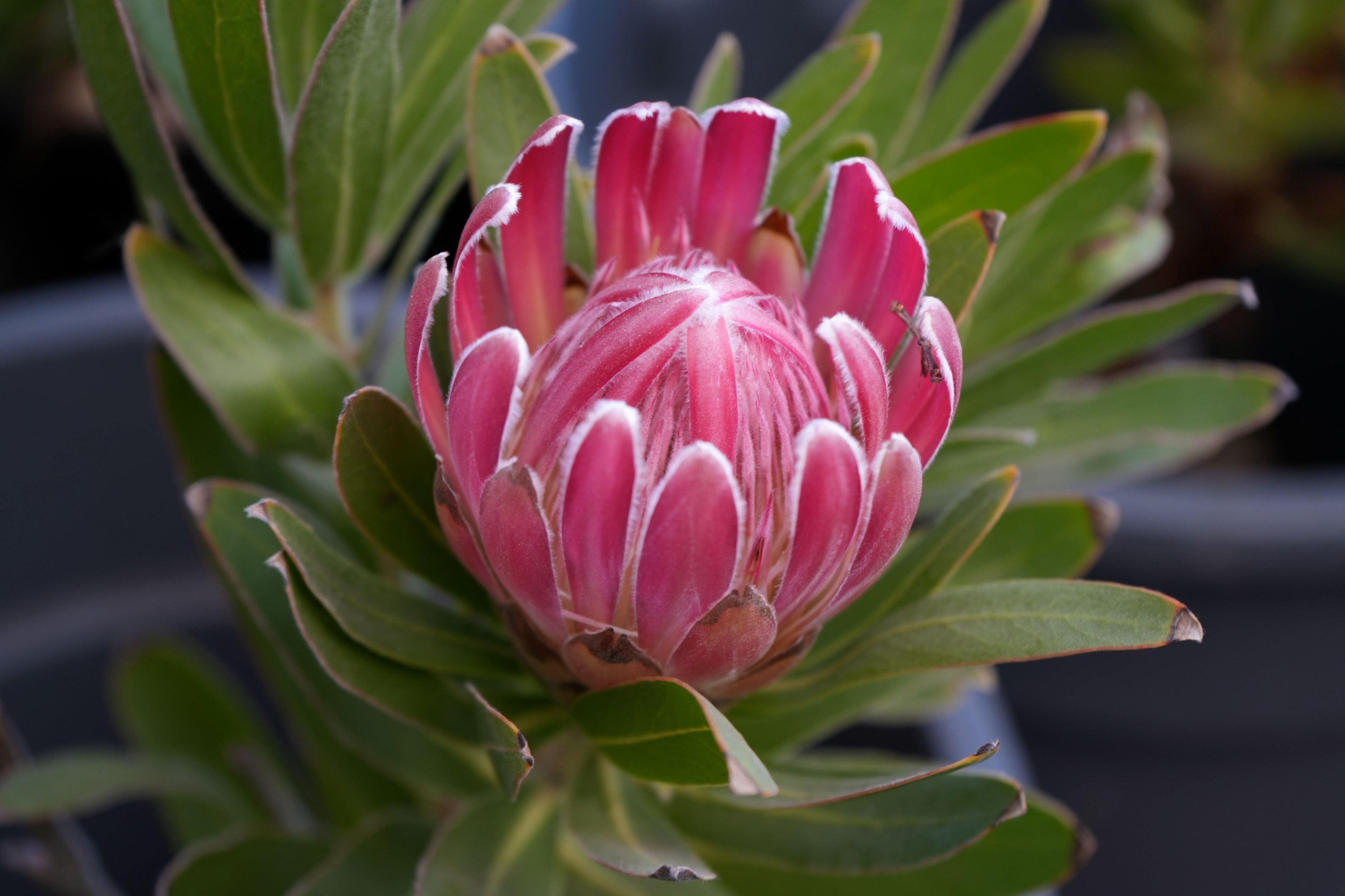 Close-up of a pink protea flower bud with green leaves in a garden setting