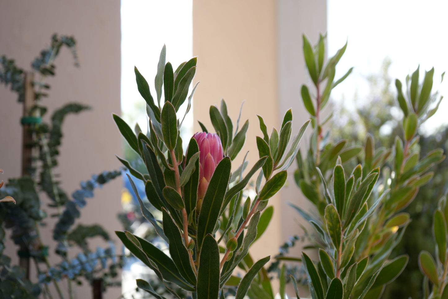 Protea 'Brenda': A Vibrant Splash of Color, Deep Red Creamy White Beauty