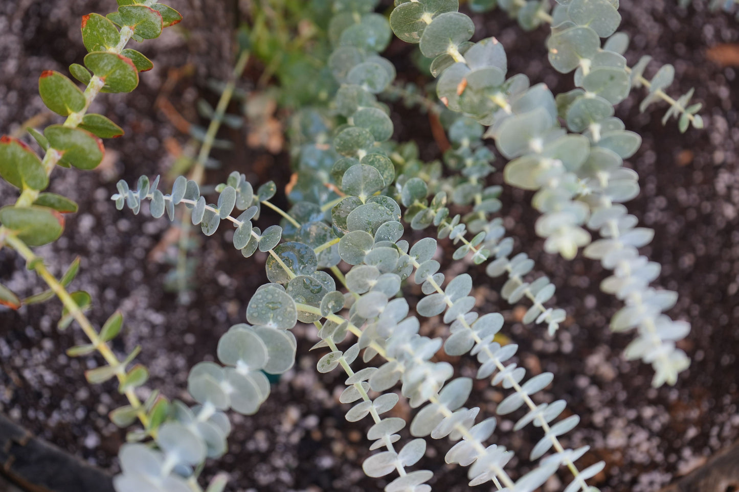 Eucalyptus 'Baby Blue': blue-green foliage and delicate white flowers