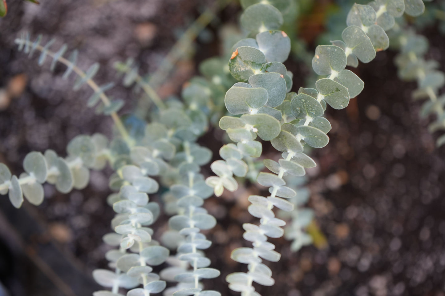 Eucalyptus 'Baby Blue': blue-green foliage and delicate white flowers