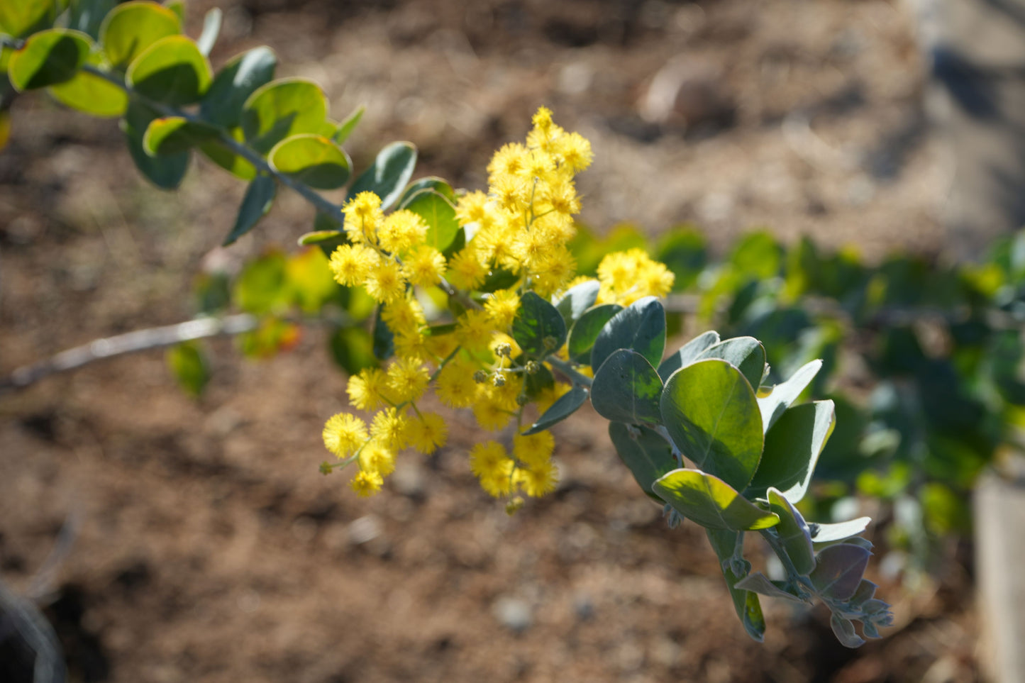 Acacia podalyriifolia: Pearl Acacia Magic, yellow pompom flowers