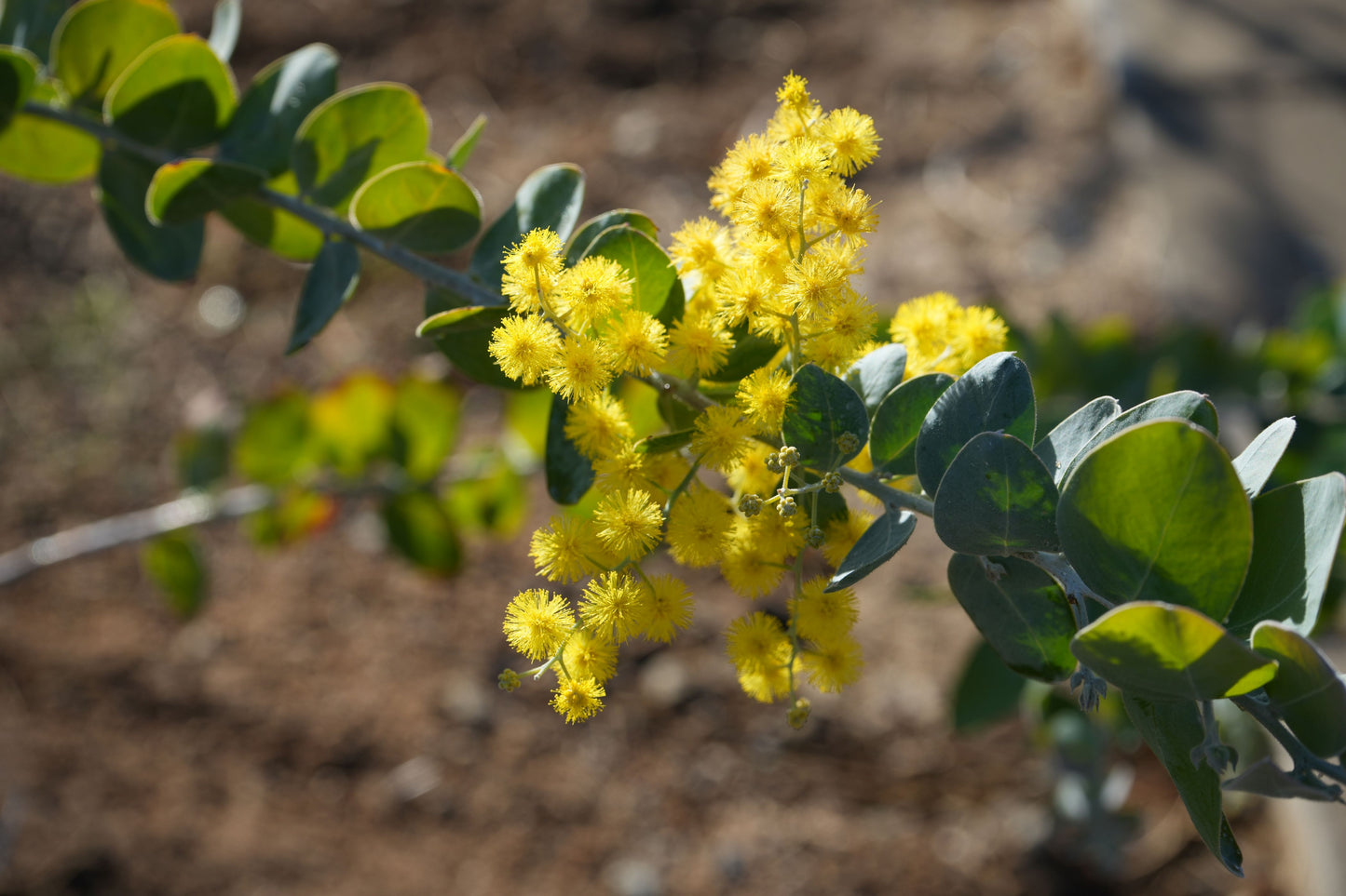 Acacia podalyriifolia: Pearl Acacia Magic, yellow pompom flowers