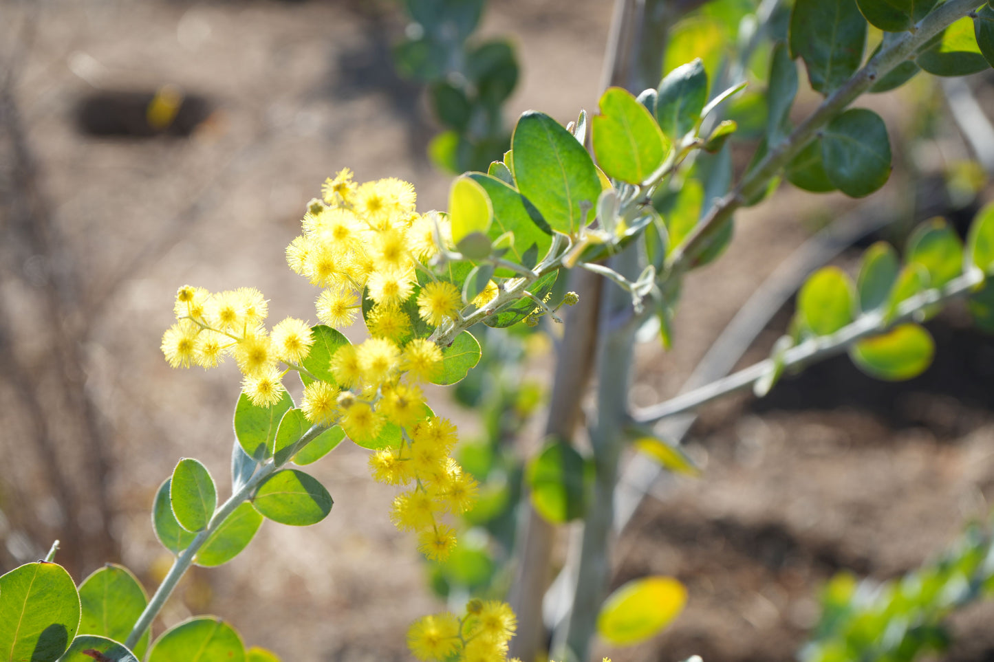 Acacia podalyriifolia: Pearl Acacia Magic, yellow pompom flowers