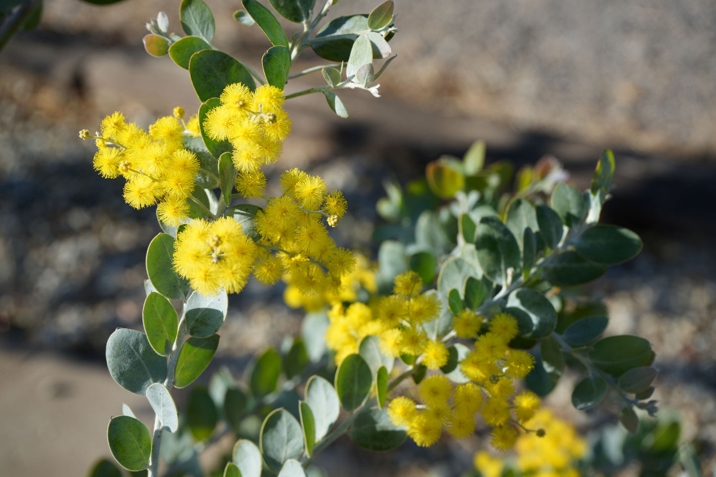 Acacia podalyriifolia: Pearl Acacia Magic, yellow pompom flowers