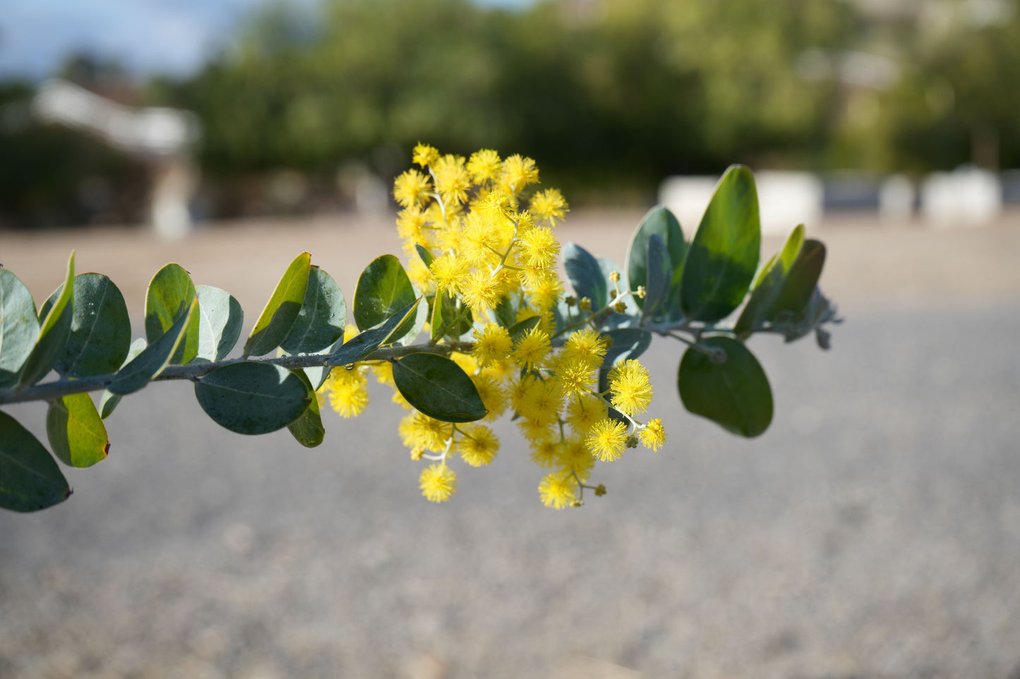 Acacia podalyriifolia: Pearl Acacia Magic, yellow pompom flowers