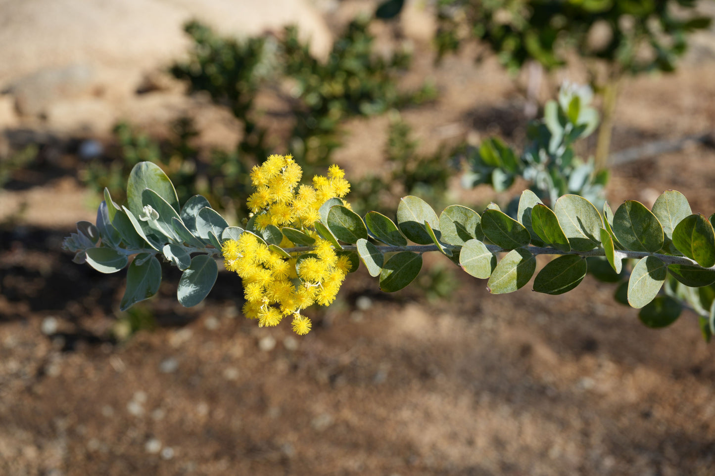 Acacia podalyriifolia: Pearl Acacia Magic, yellow pompom flowers