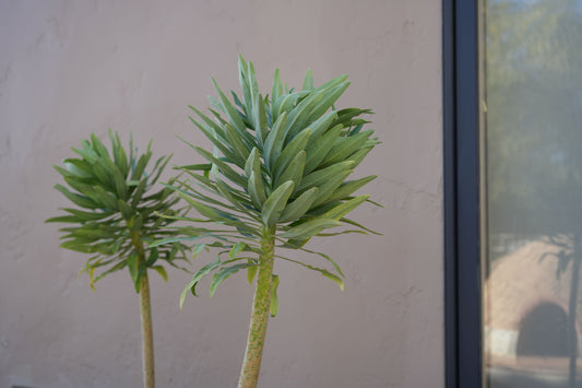 Euphorbia limbii: A Striking Succulent for Arid Landscapes