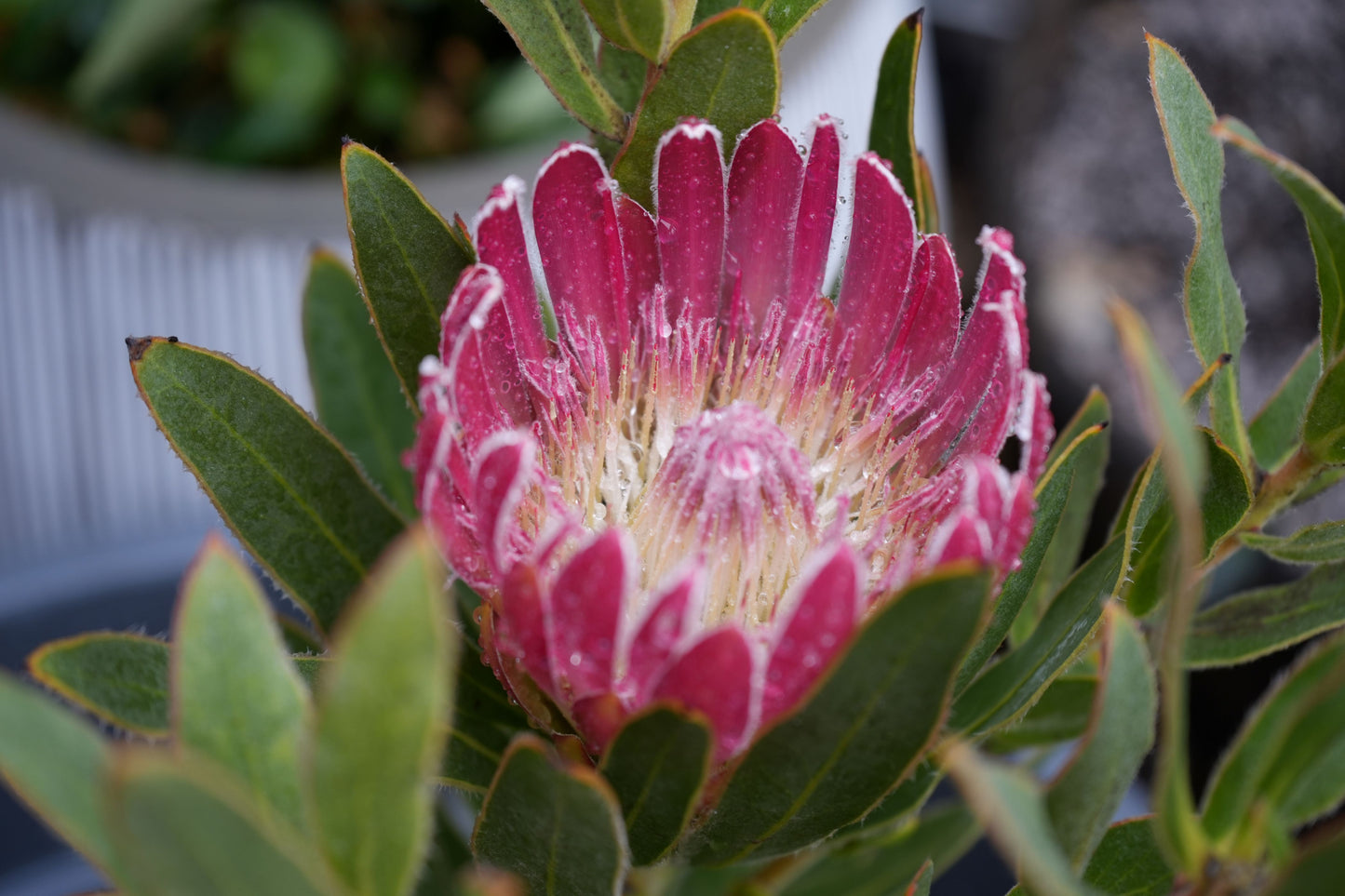 Protea 'Brenda': A Vibrant Splash of Color, Deep Red Creamy White Beauty