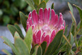 Close-up of pink Protea brenda flower with water droplets and green foliage