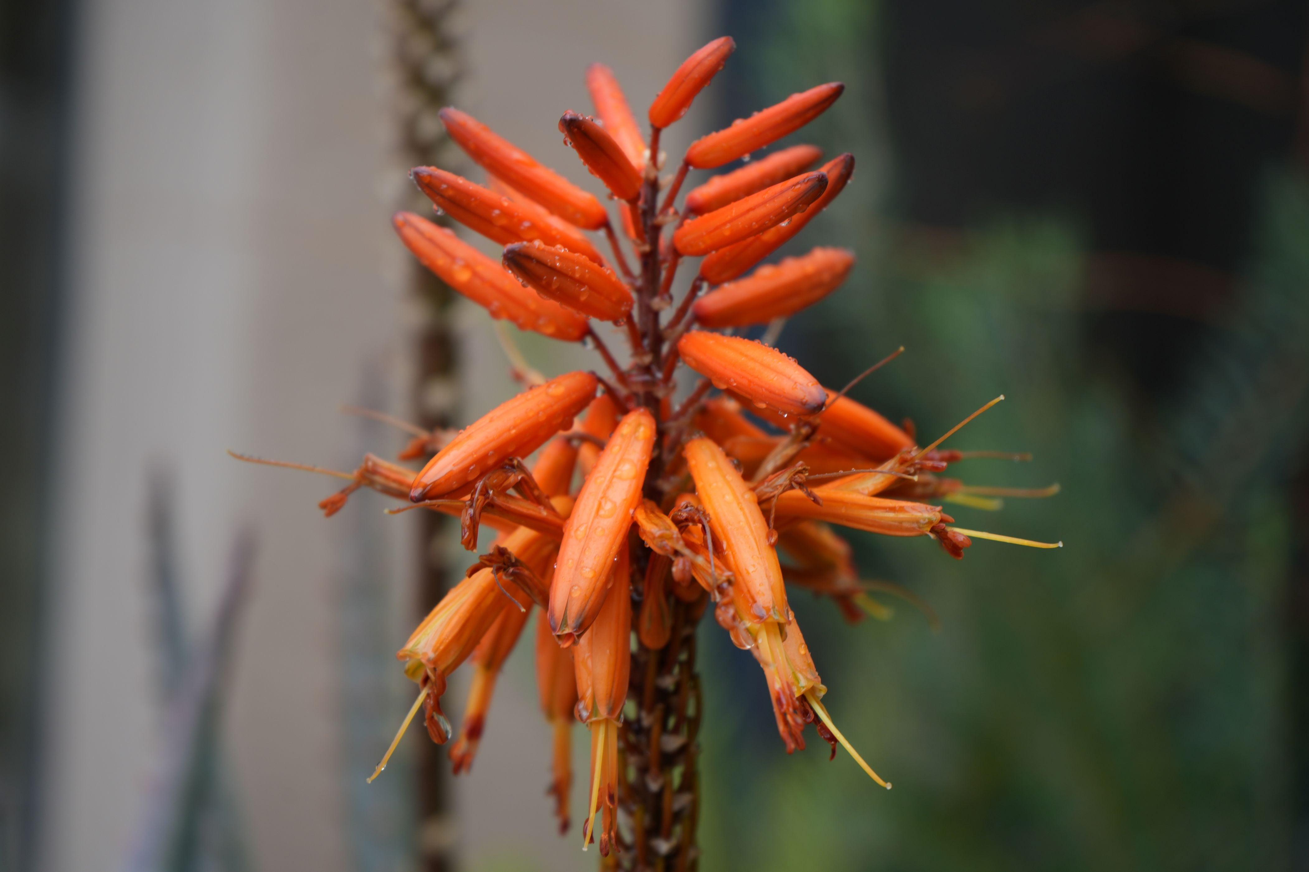 succulent with tall orange flowers Aloe arborescens x ferox 'Tangerine': Hardy Winter Blooming Succulent – Bonte Farm