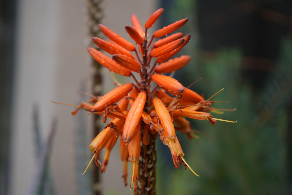 Close-up of vibrant orange aloe tangerine flower with raindrops, exotic plant bloom