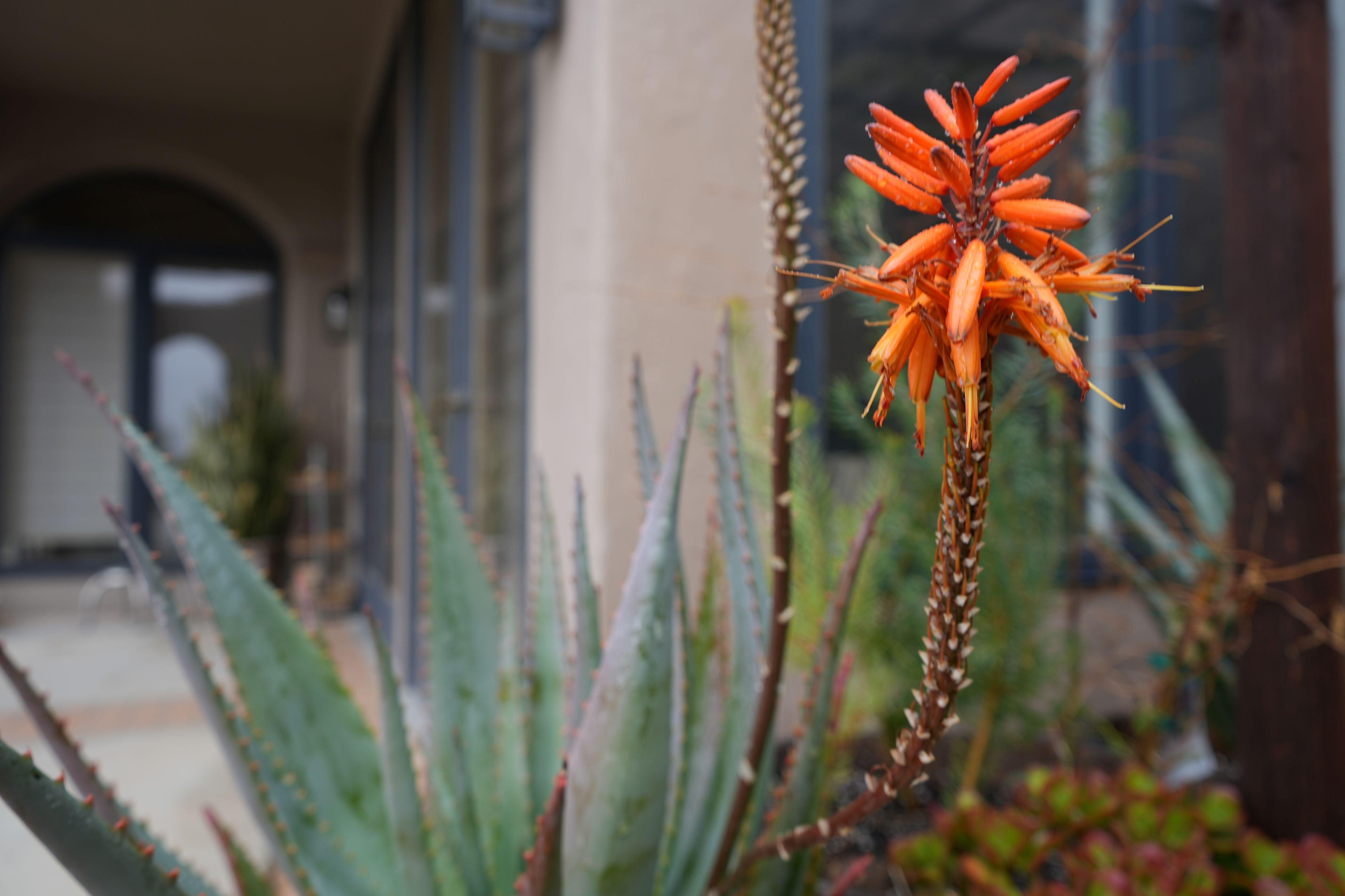aloe vera plant with orange flowers Aloe arborescens x ferox 'Tangerine': Hardy Winter Blooming Succulent – Bonte Farm