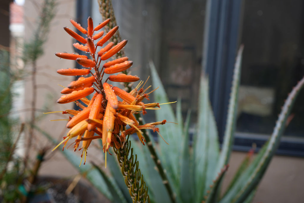 Close-up of aloe tangerine plant with orange tubular flowers and water droplets outdoors.