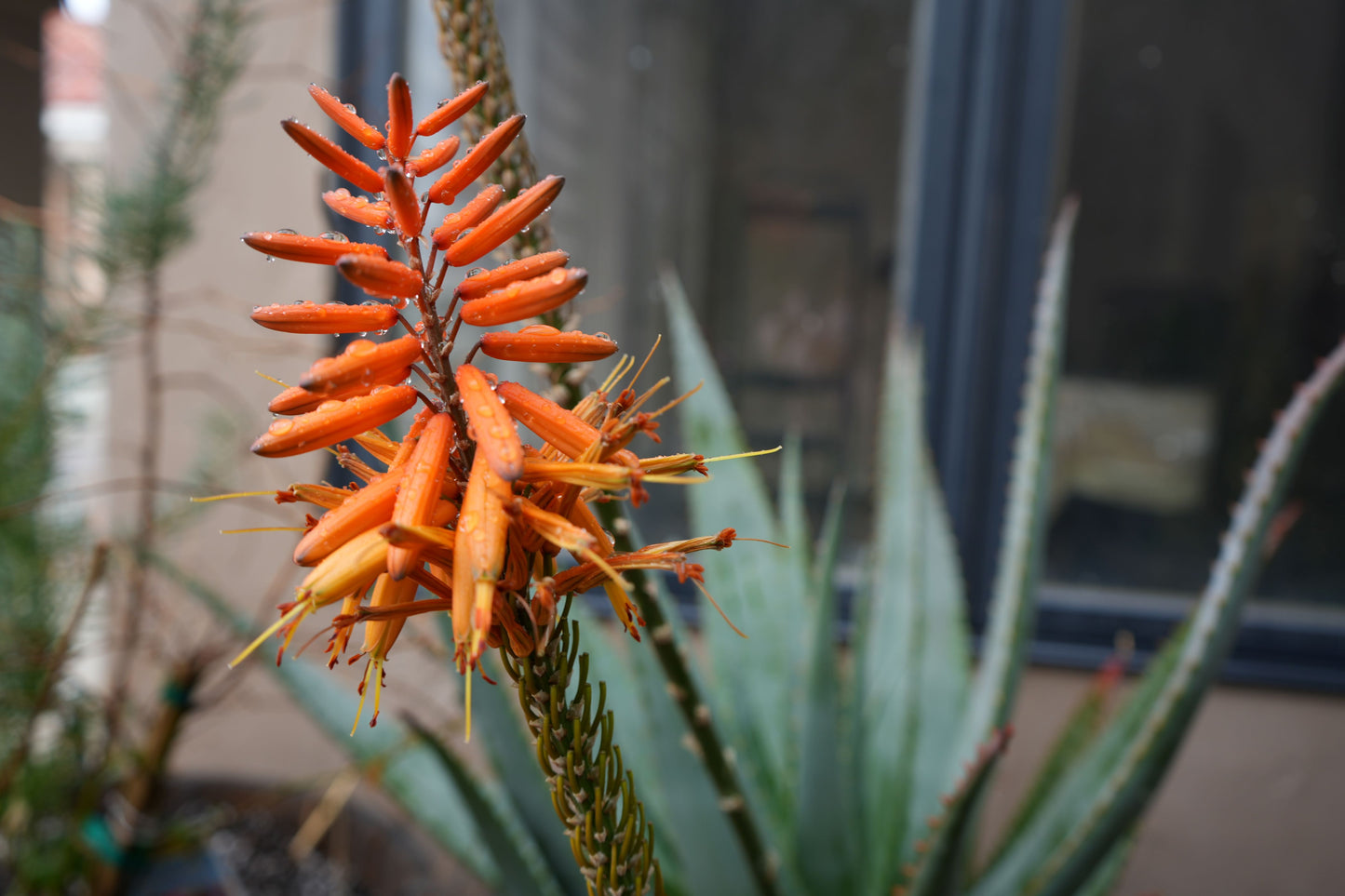 Aloe arborescens x ferox 'Tangerine': A Fiery Succulent