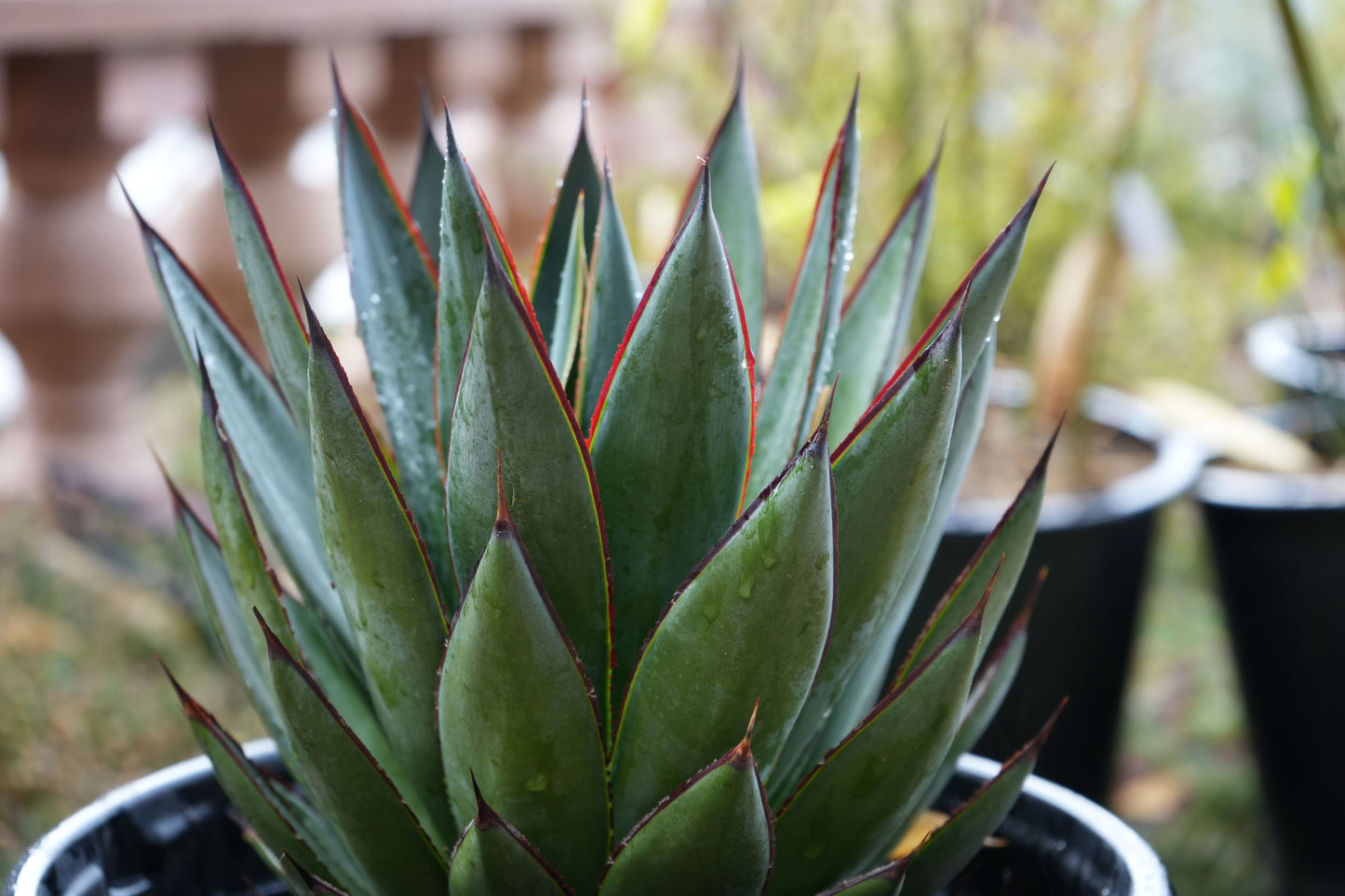 Agave Blue Glow: A Serene Splash of Color