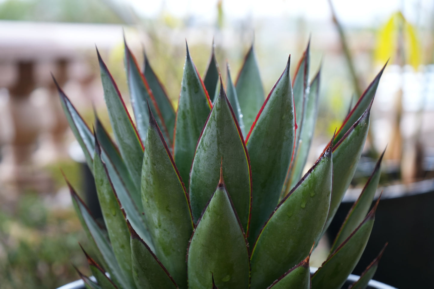 Agave Blue Glow: A Serene Splash of Color