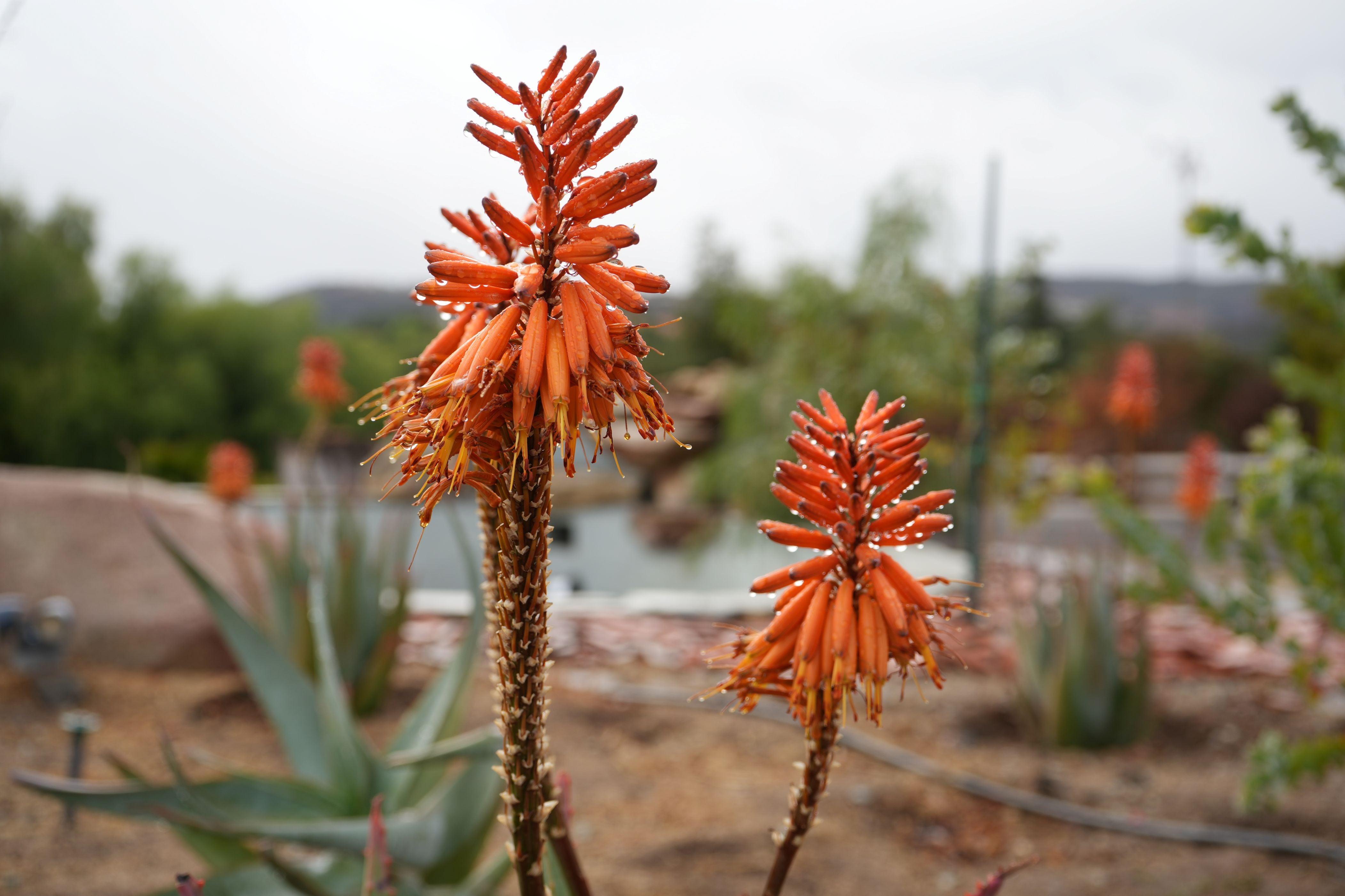 aloe vera plant orange flower Aloe arborescens x ferox 'Tangerine': Hardy Winter Blooming Succulent – Bonte Farm