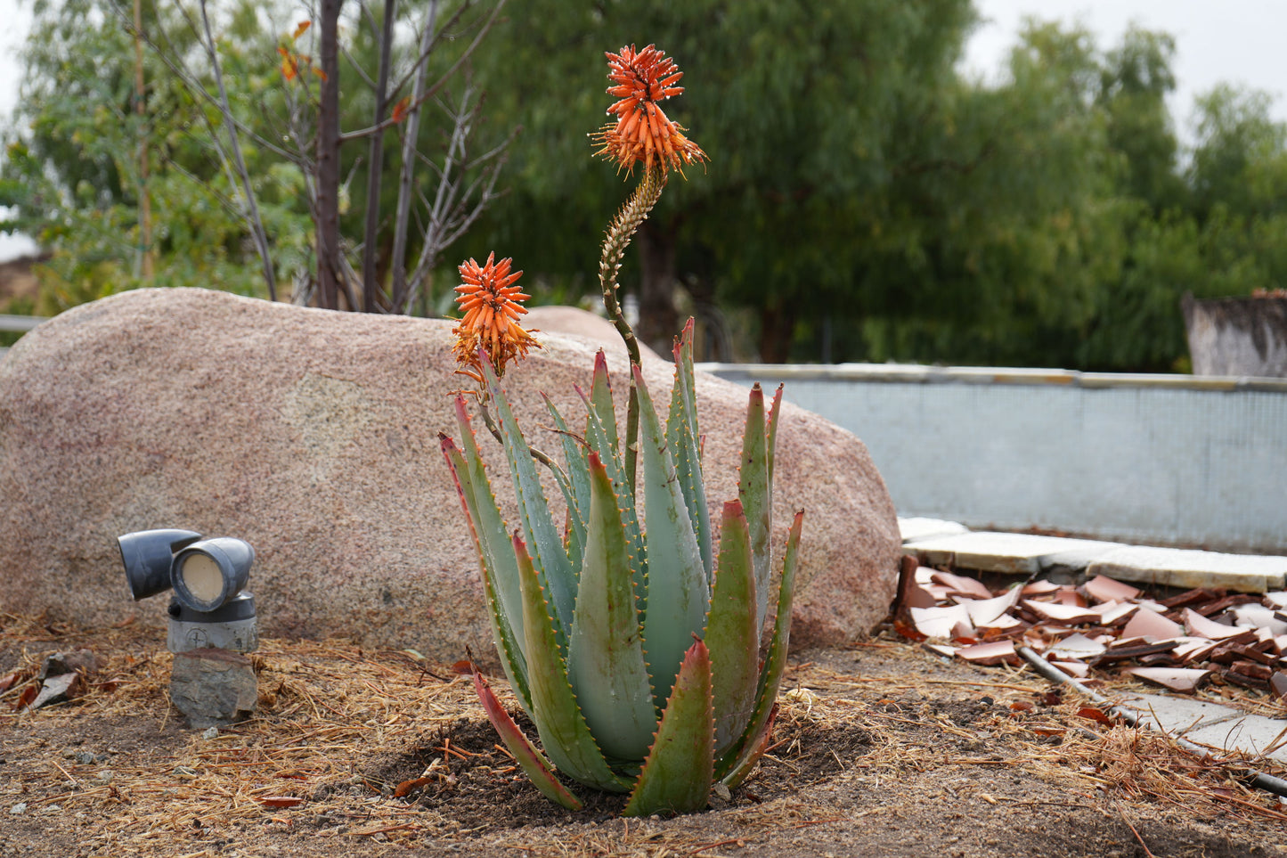 Aloe arborescens x ferox 'Tangerine': A Fiery Succulent