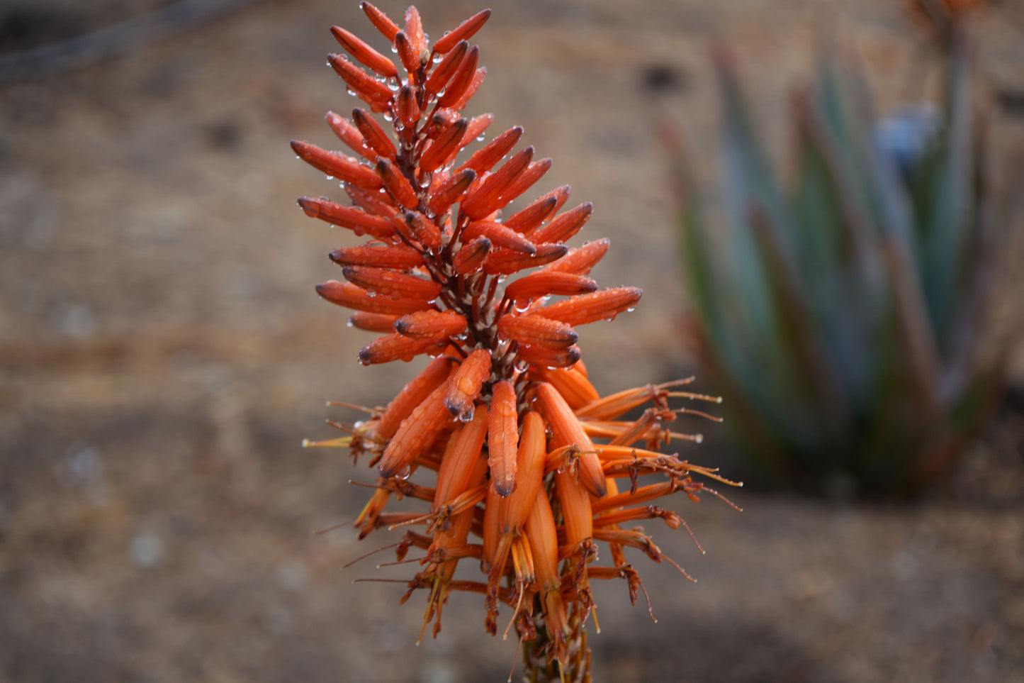 Aloe arborescens x ferox 'Tangerine': A Fiery Succulent