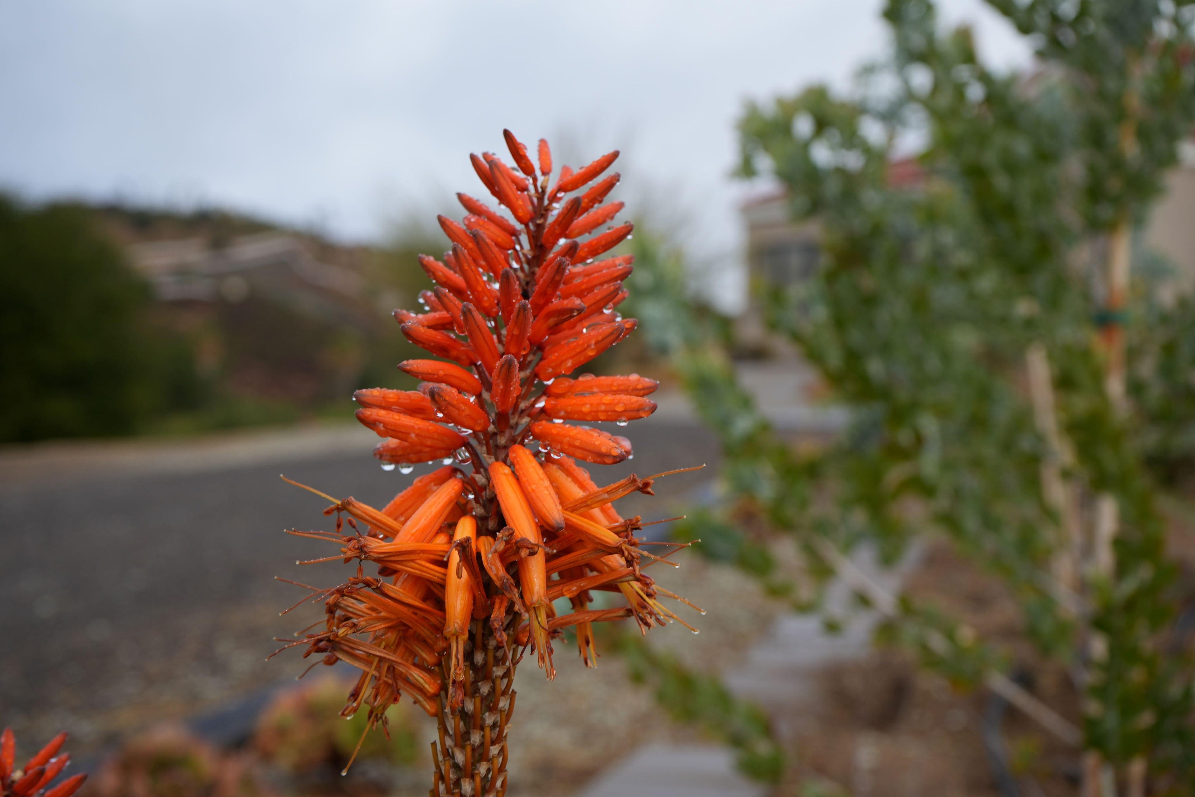 Close-up of aloe tangerine plant with vibrant orange flowers and raindrops outdoors
