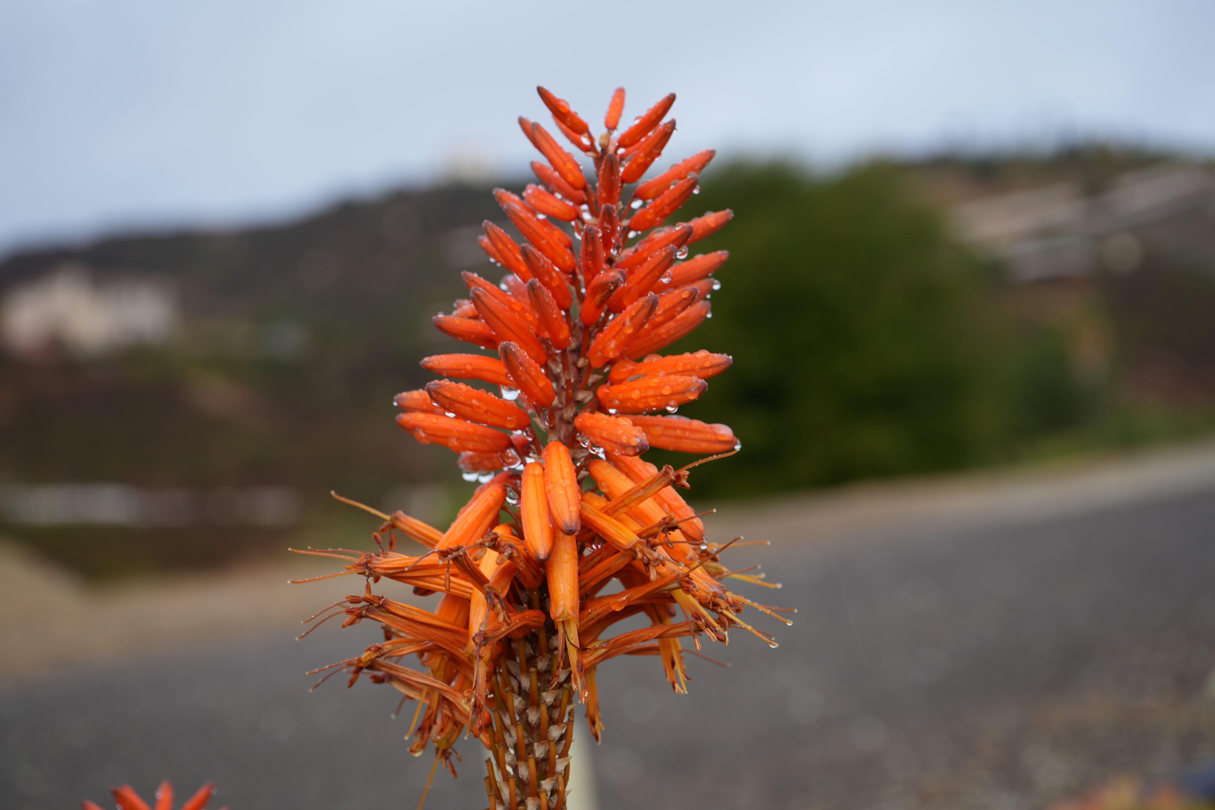 aloe vera plant with orange flowers Aloe arborescens x ferox 'Tangerine': Hardy Winter Blooming Succulent – Bonte Farm