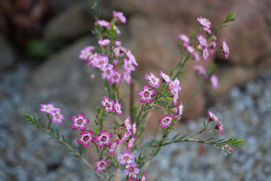 Chamelaucium uncinatum 'Purple Pride' Waxflower: A Burst of Purple Beauty