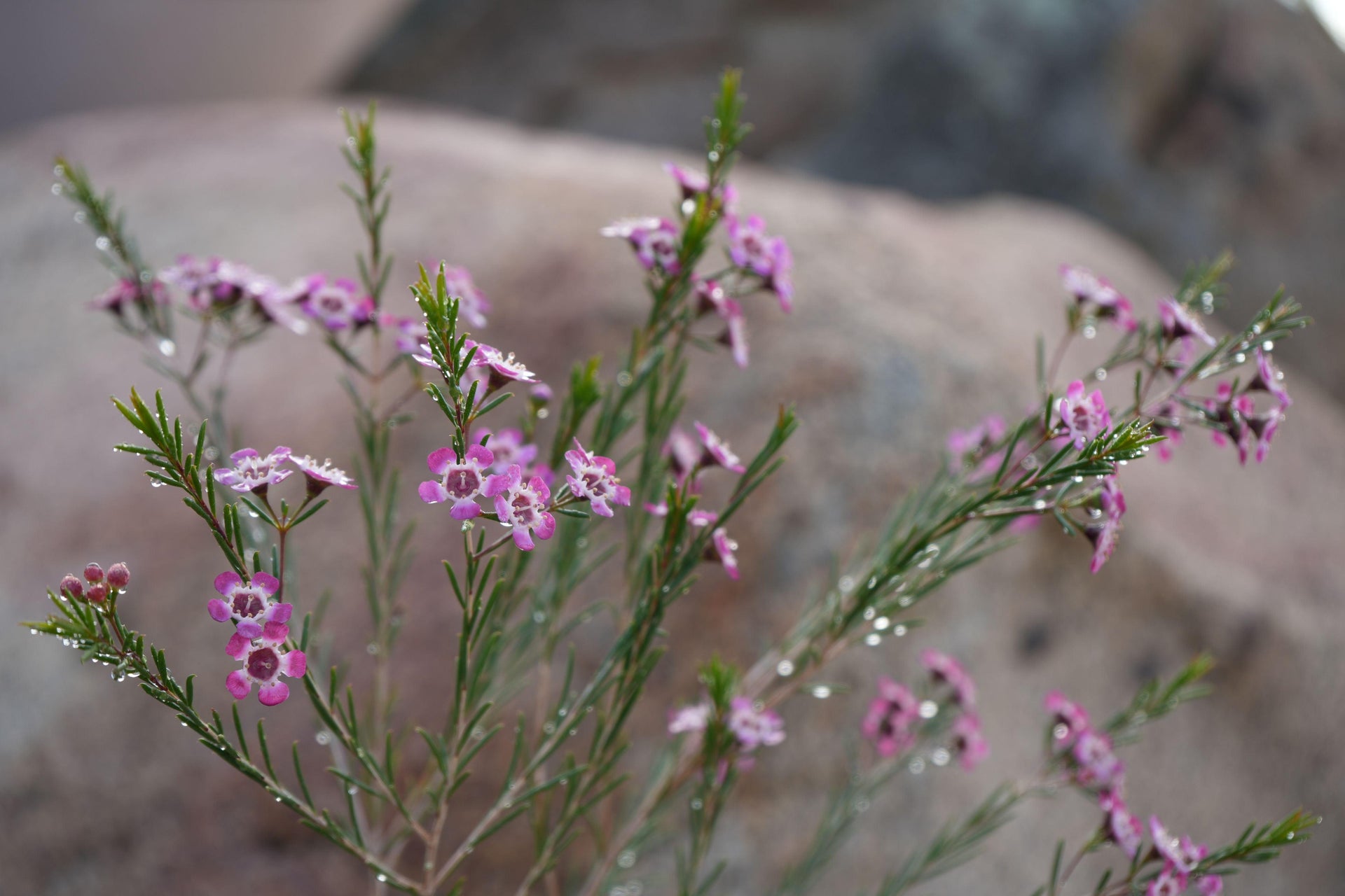 lavender wax flower Chamelaucium uncinatum Waxflower: A Burst of Beauty – Bonte Farm