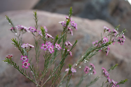 Chamelaucium uncinatum 'Purple Pride' Waxflower: A Burst of Purple Beauty