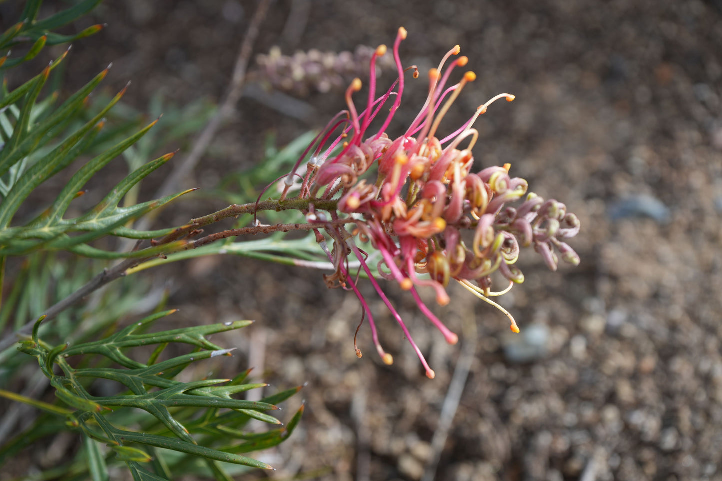 Bonte Farm Grevillea Peach and Cream