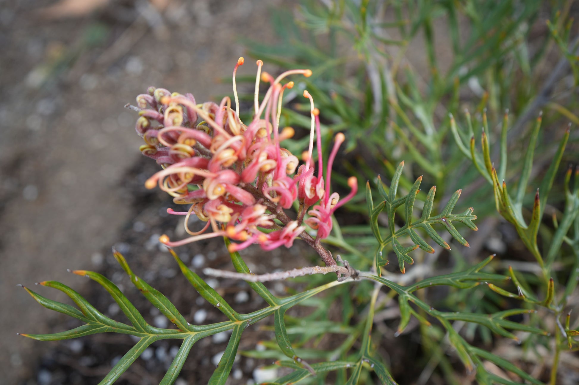 Bonte Farm Grevillea Peach and Cream