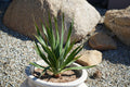 Dragon tree plant in a white pot, outdoors on gravel with large rocks in background