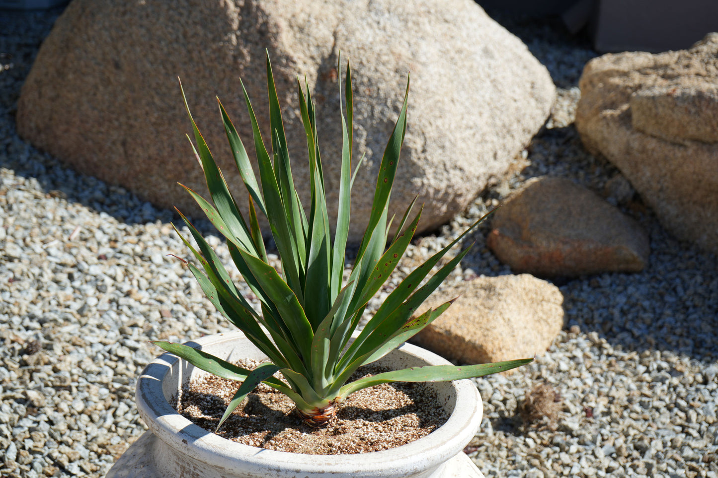 Dracaena draco: The Majestic Dragon Tree for Your Landscape