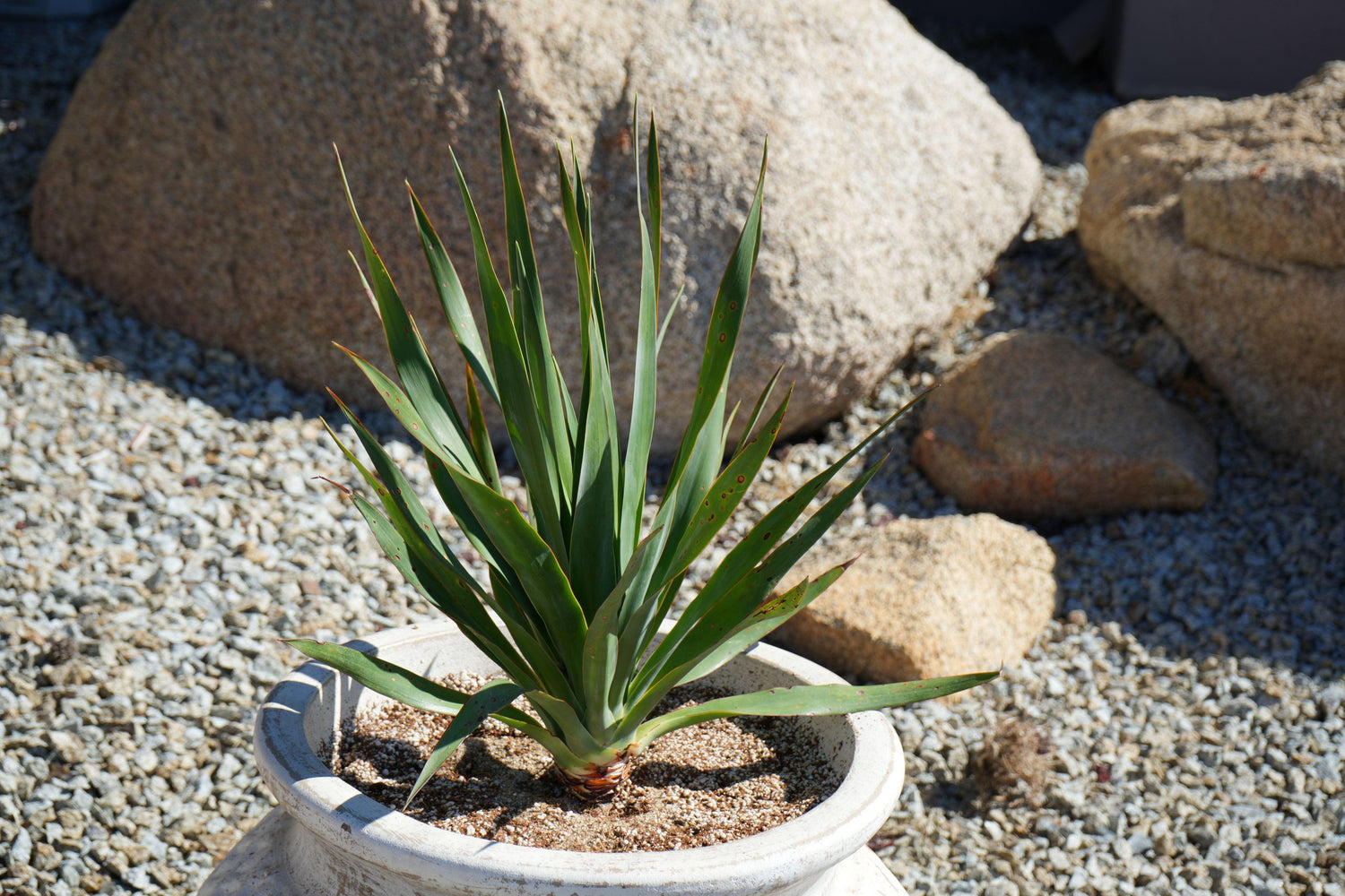 Dragon tree plant with long green leaves in a white pot surrounded by desert rocks and gravel