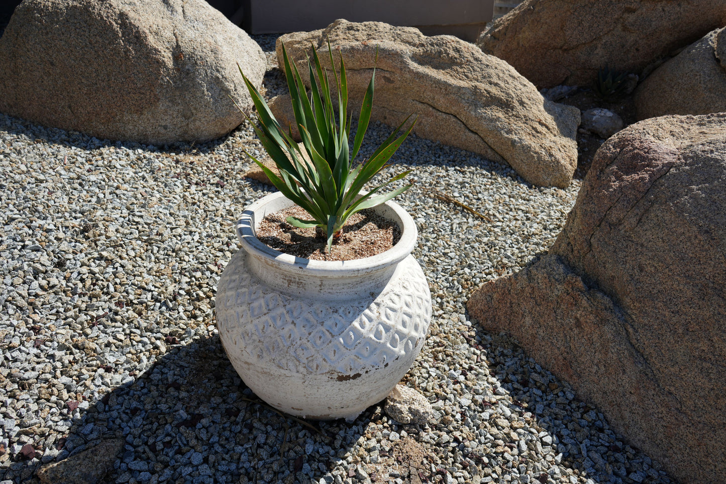 Dracaena draco: The Majestic Dragon Tree for Your Landscape