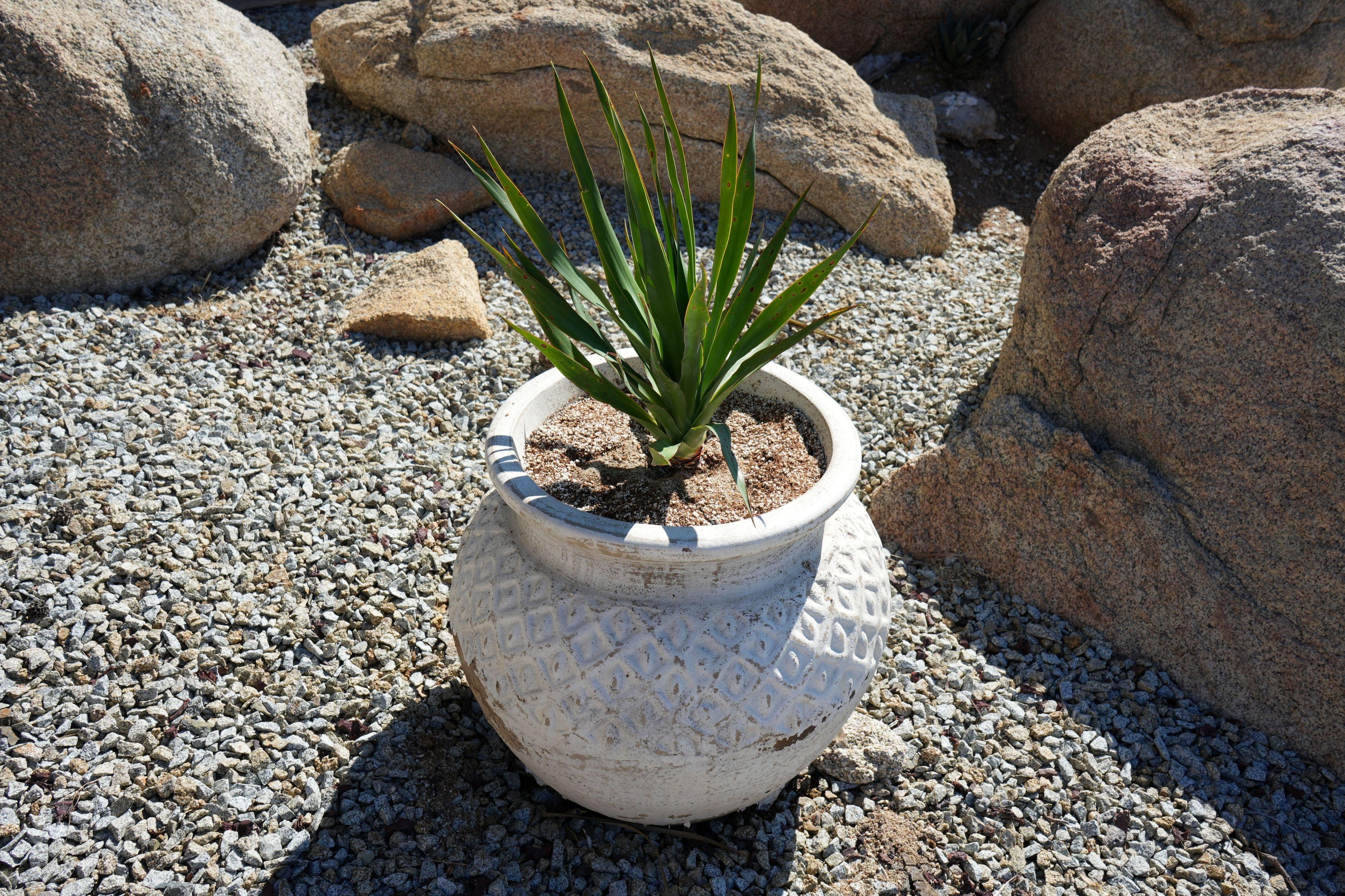 dracaena draco potted Dracaena draco: The Majestic Dragon Tree for Your Landscape – Bonte Farm