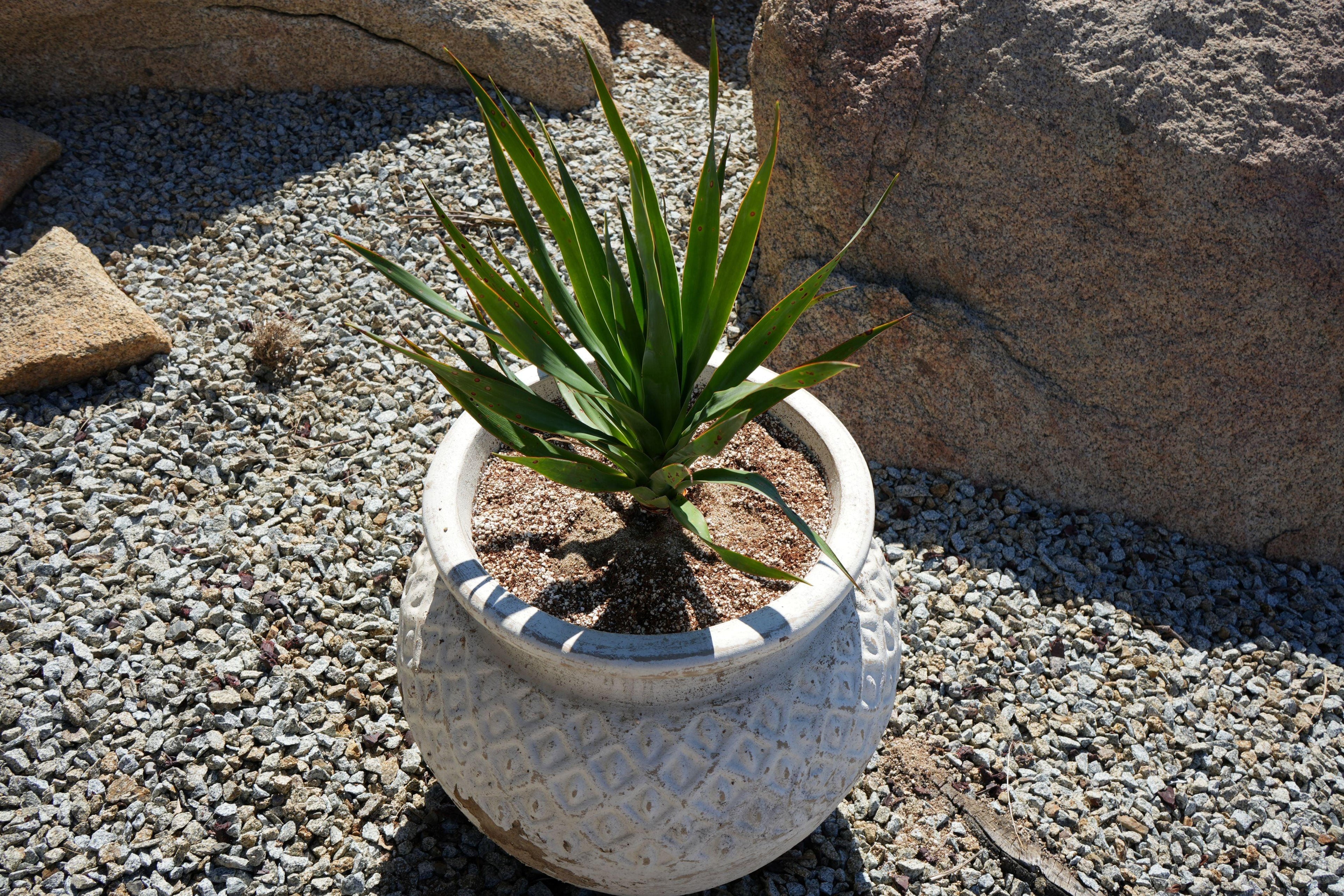 Dragon tree plant in decorative white pot on gravel, surrounded by rocks, outdoor garden