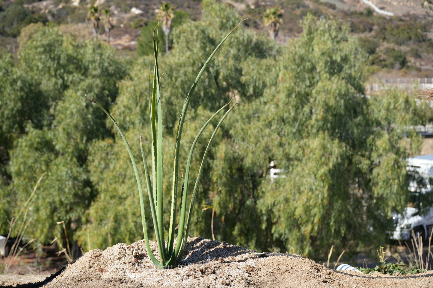 Furcraea macdougalii: Perfect for Drought-Tolerant Gardens