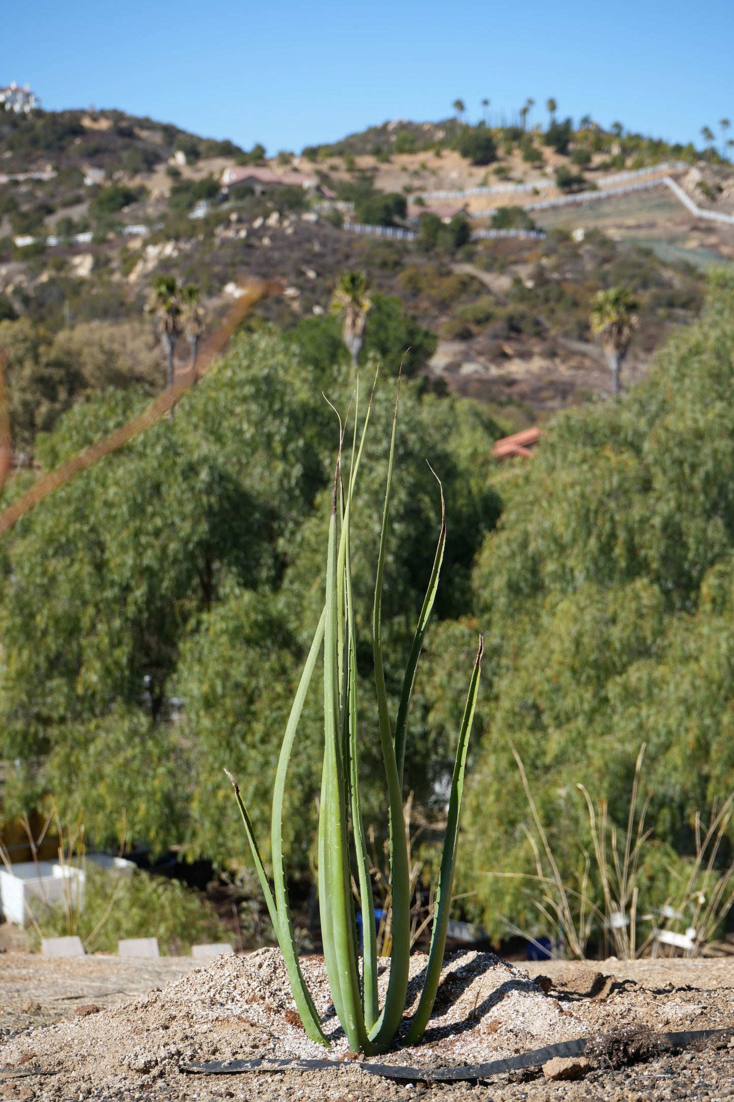 Furcraea macdougalii: Perfect for Drought-Tolerant Gardens