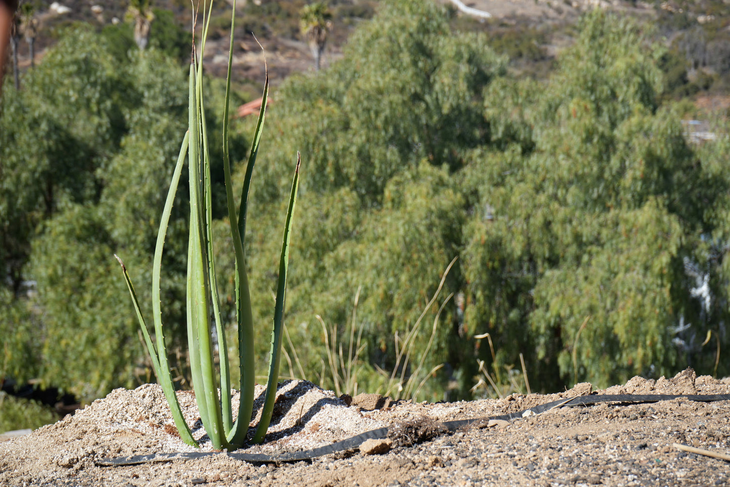 Furcraea macdougalii: Perfect for Drought-Tolerant Gardens