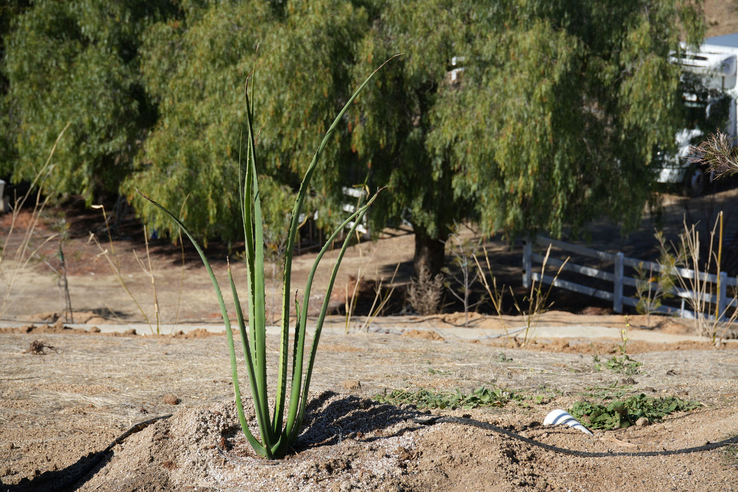 Furcraea macdougalii: Perfect for Drought-Tolerant Gardens