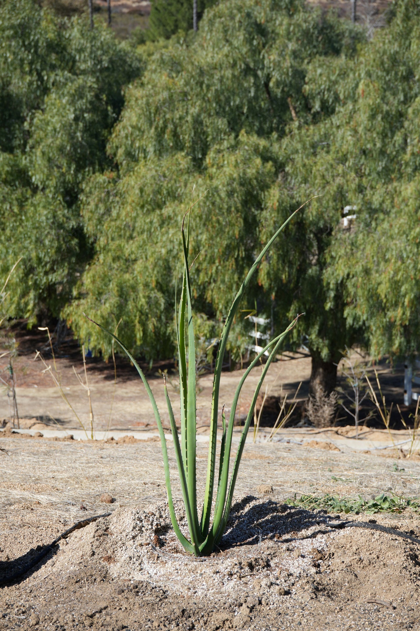 Furcraea macdougalii: Perfect for Drought-Tolerant Gardens