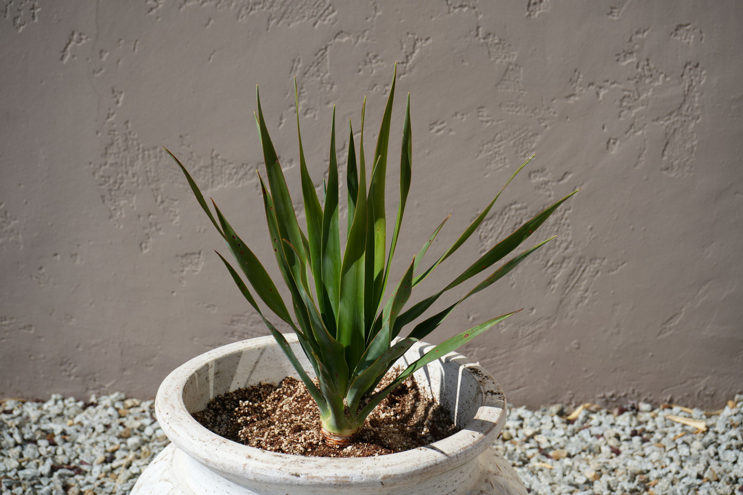 Dracaena draco: The Majestic Dragon Tree for Your Landscape