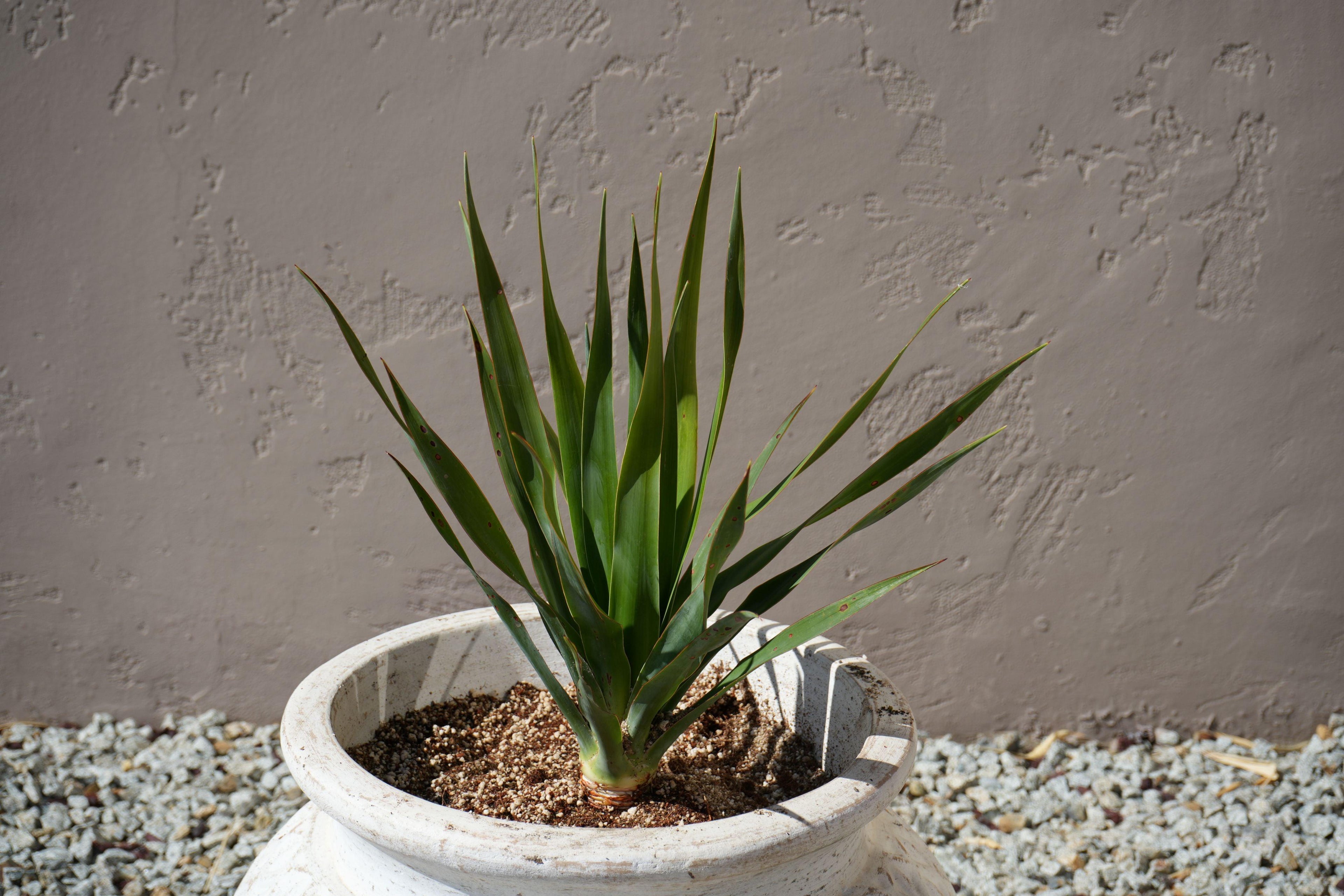 Dragon tree plant with long green leaves in a white pot outdoors on gravel