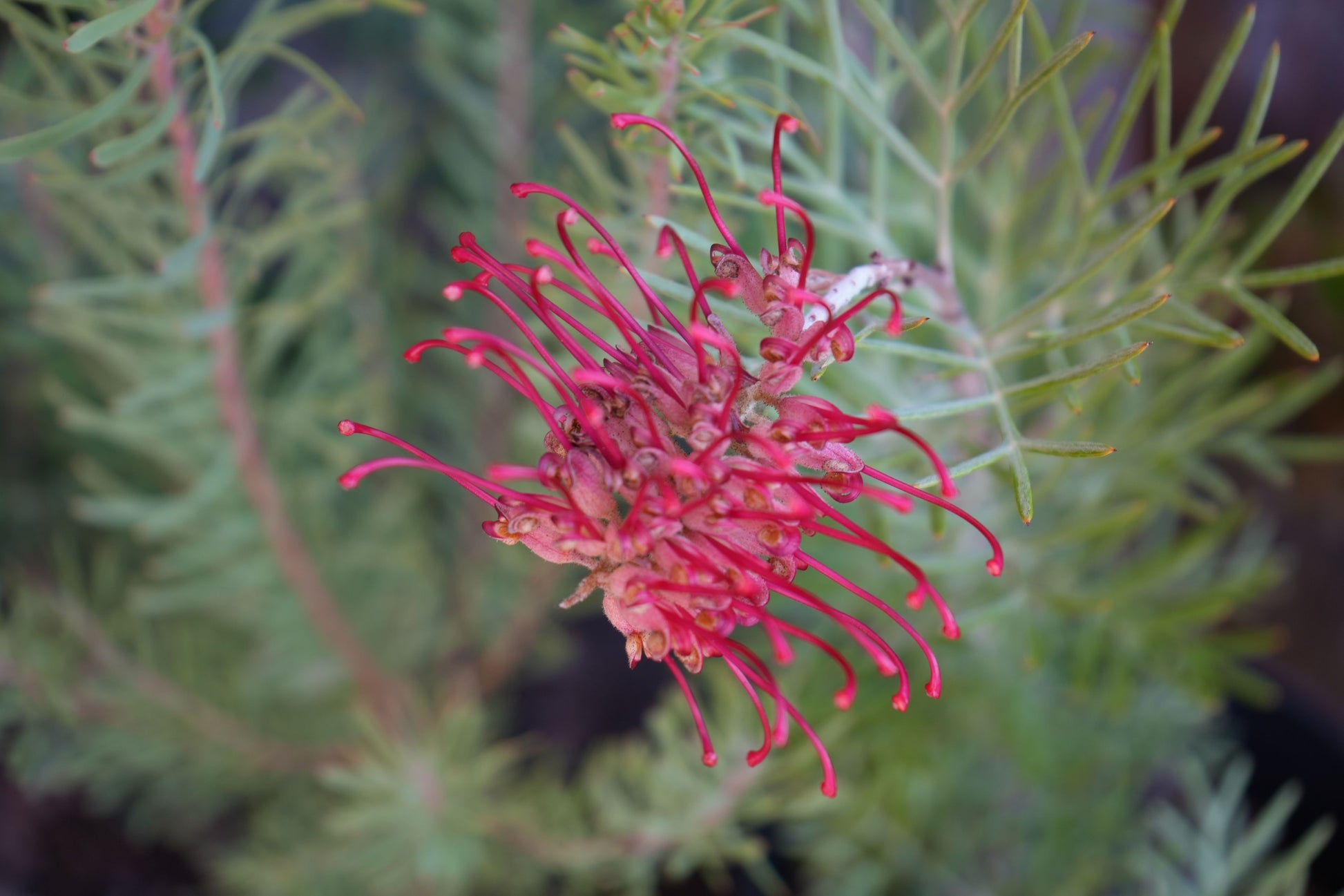 Bonte Farm Grevillea Spirit of Anzac