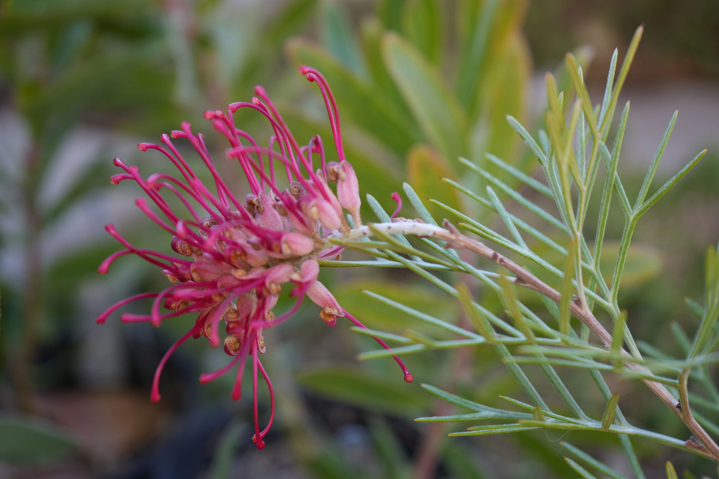 Bonte Farm Grevillea Spirit of Anzac