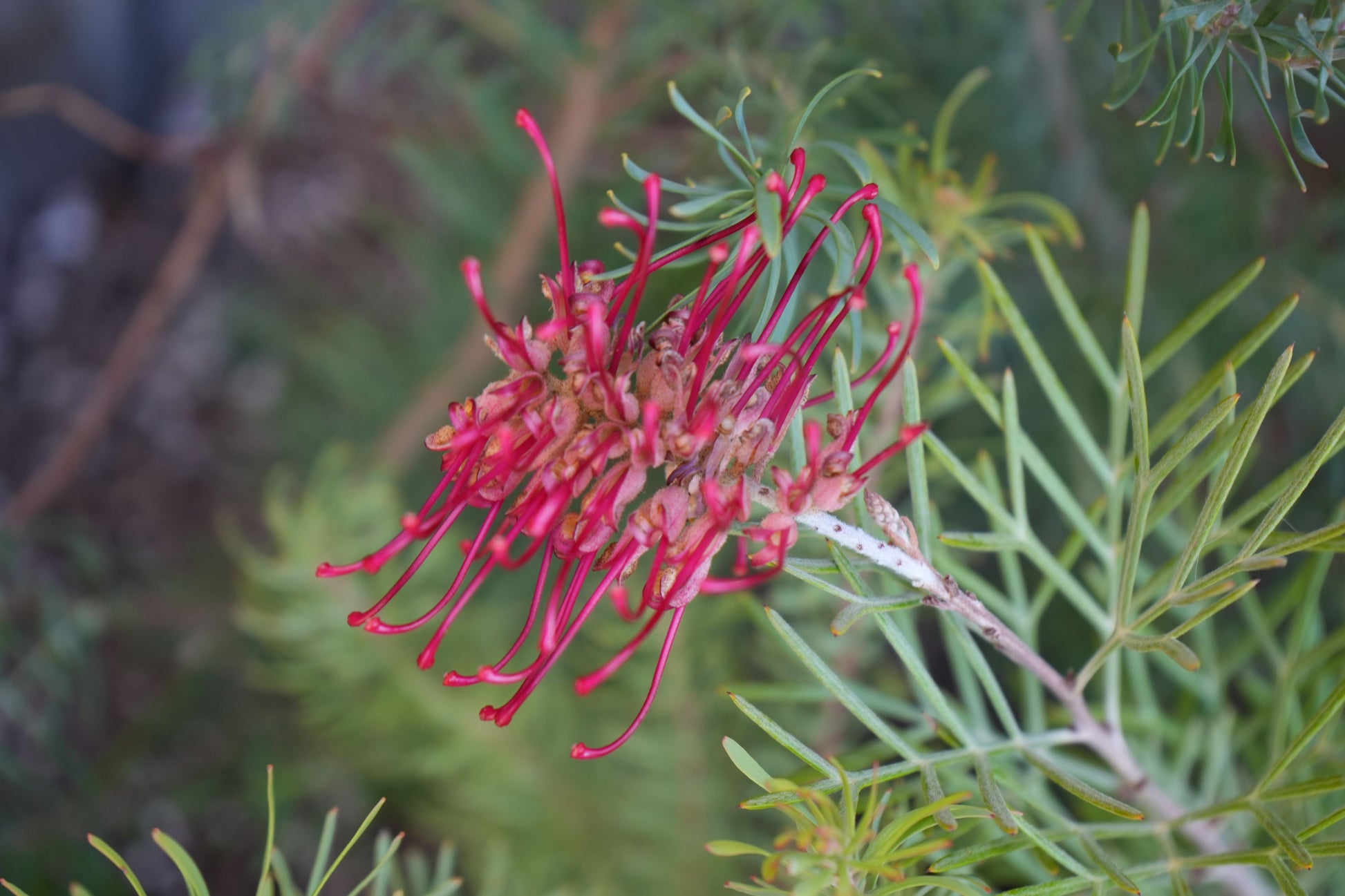 Bonte Farm Grevillea Spirit of Anzac